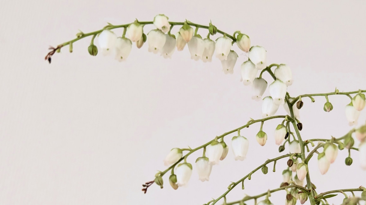 ひっそりと咲きました。